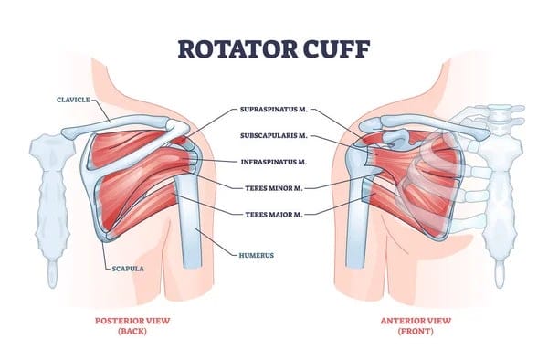 Rotator Cuff